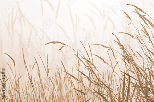 Dry grass in the meadow in pastel colors. Autumn natural background. Landscape with dry grass on foggy morning.