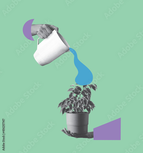 Contemporary art collage of human hands pour out water on ficus plant with watering can.