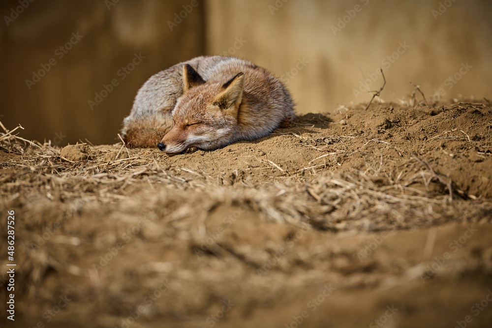 Obraz premium おやすみ