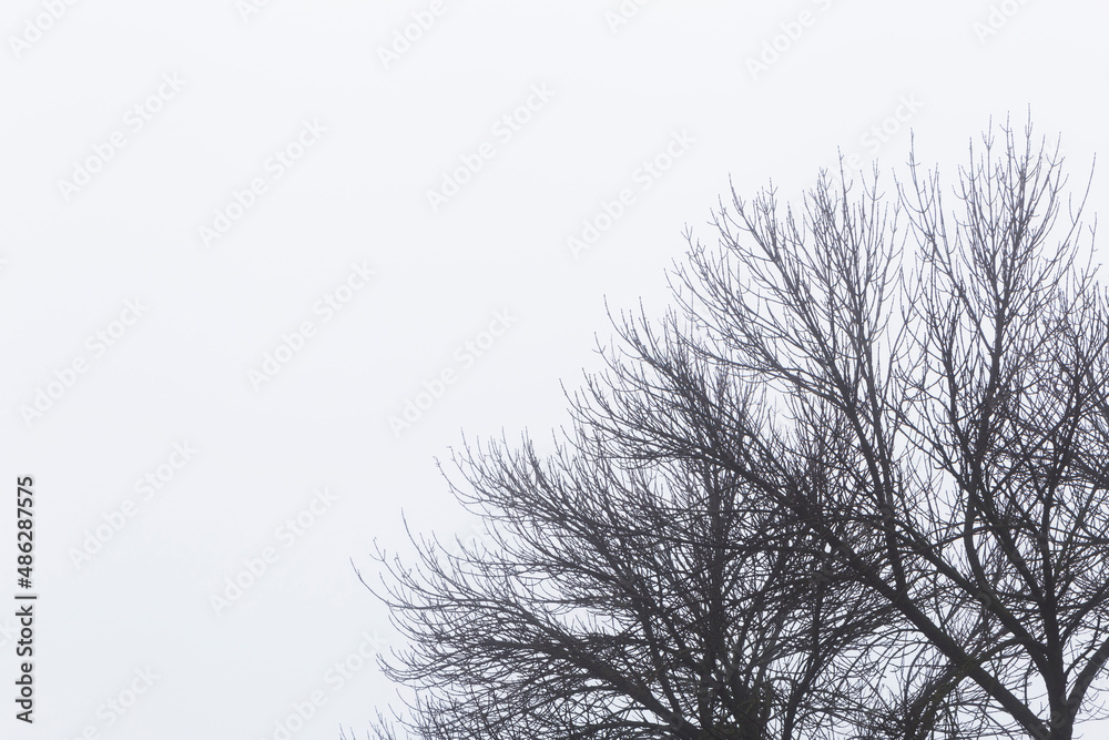 branches of trees against foggy sky at winter branches of trees against foggy sky at winter