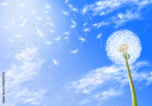 A graphic image with a white dandelion with a dreamy background in the spring and sky. © LAON