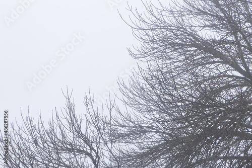 black branches of trees against white foggy sky