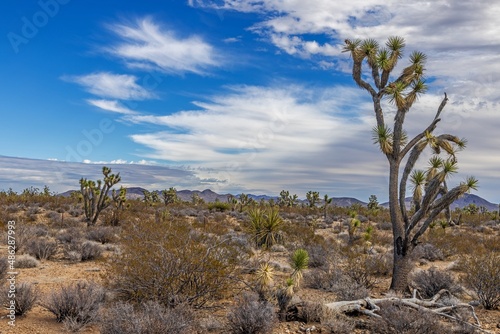 Joshua, nature, national park, california, rock, tree, park, us, beauty, countryside, blue, hill, joshua, natural, north america, stone, mojave, sky, geologic, heaven, landscape, vale, mountain, wilde