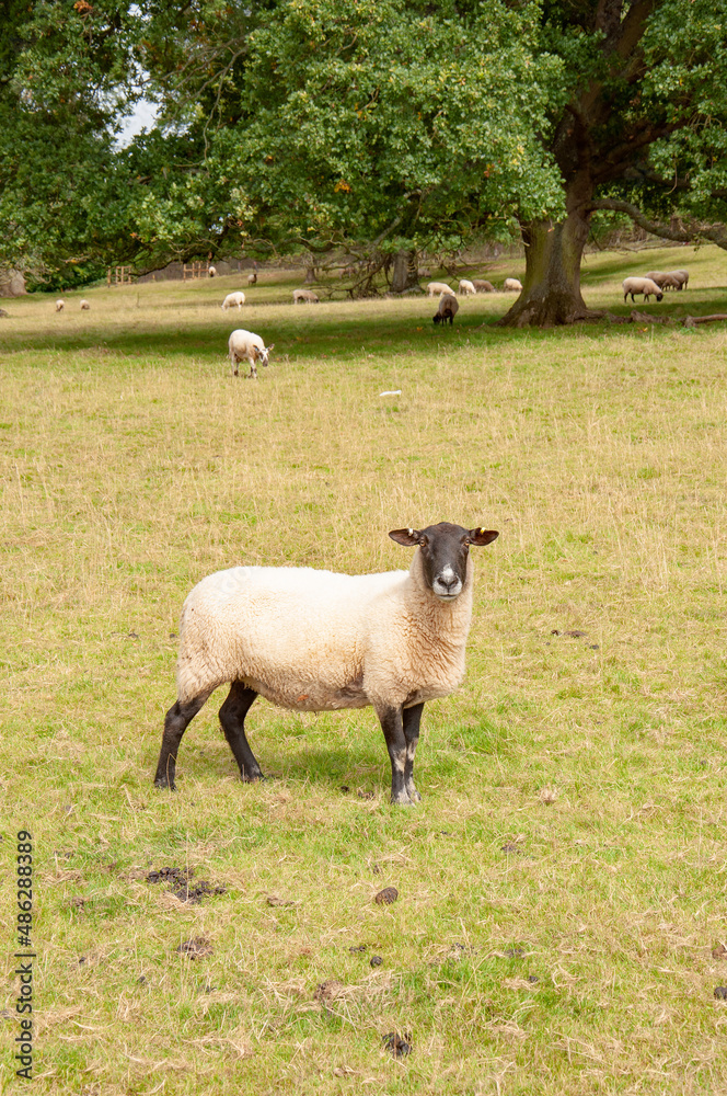Naklejka premium Sheep in the field.