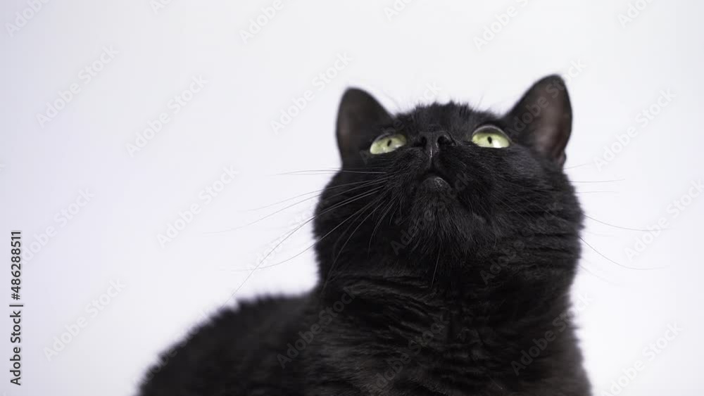 Funny Black Cat Watching Something Closely, Slow motion. Close-up of Cat on White Background Funny Black Cat Watching Something Closely, Slow motion. Close-up of Cat on White Background