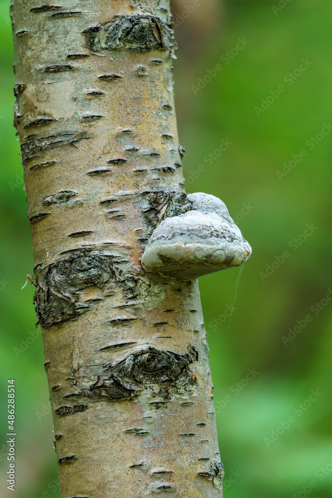 Shelf fungus (Fomes fomentarius). Bracket fungus. Fomes fomentarius growing on a tree.