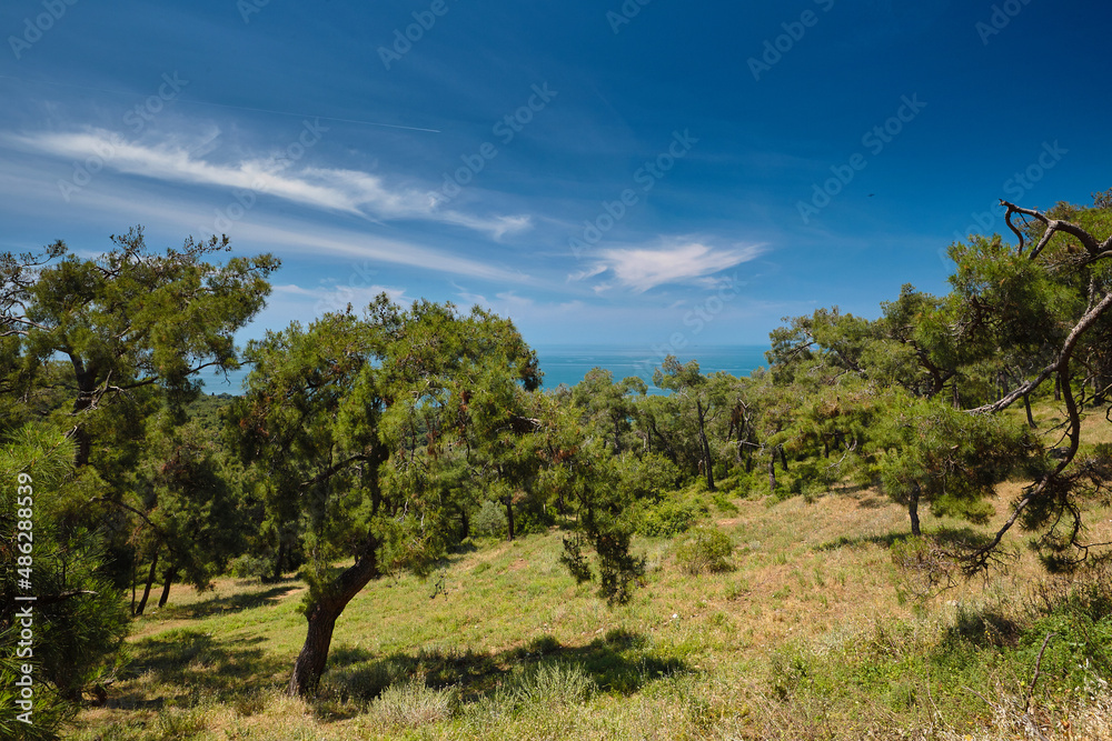 Coniferous Pine forest on the mountain, branches overlooking the blue sea and clouds in the sky. Travel to Buyukada, Adalar, Prince Islands, Istanbul, Turkey