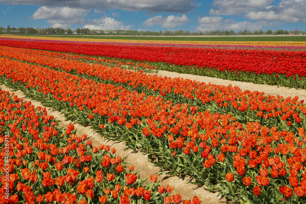 View on rows of colorful blooming orange and red tulips on field of german cultivation farm with countless flowers - Grevenbroich, Germany