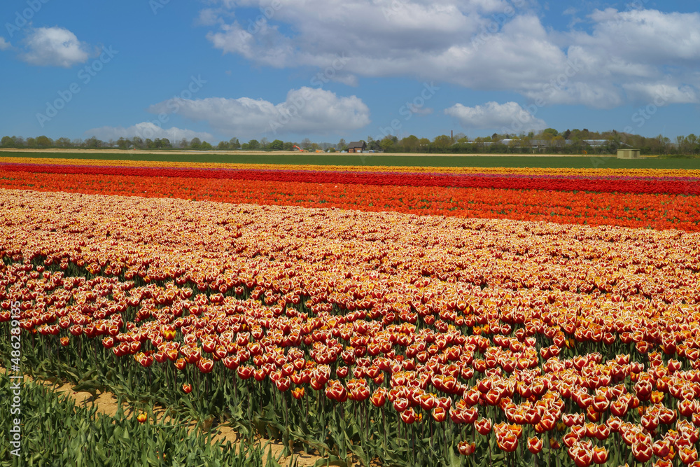 View on rows of multicolored tulips on field of german cultivation farm with countless colorful flowers- Grevenbroich, Germany