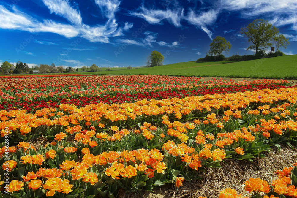 View on valley with colorful rows yellow and red tulips field , green hill with trees against blue summer sky - Grevenbroich, Germany View on valley with colorful rows yellow and red tulips field , green hill with trees against blue summer sky - Grevenbroich, Germany