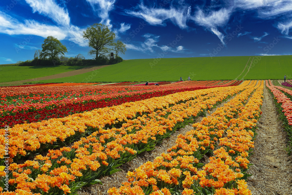 View on valley with colorful rows yellow and red tulips field , green hill with trees against blue summer sky -  Grevenbroich, Germany