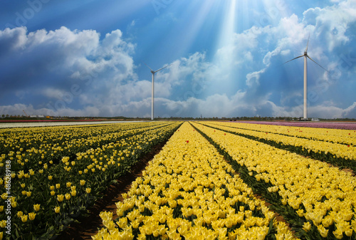 View on rows of yellow tulips on field  countless flowers, wind turbines, sunrays, blue sky with clouds - Grevenbroich, Germany - sustainable environmentally friendly energy concept photo