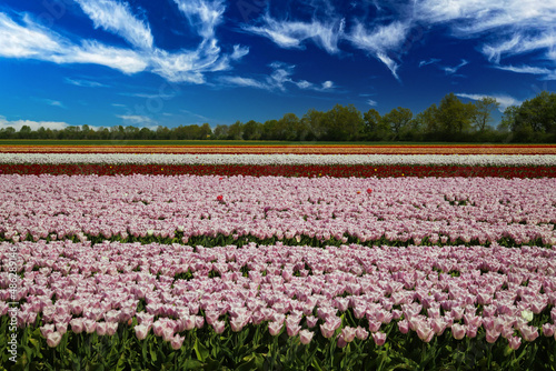 Wallpaper Mural View on rows of pink and red tulips on field of german cultivation farm with countless flowers against deep blue sky with white clouds - Grevenbroich, Germany Torontodigital.ca