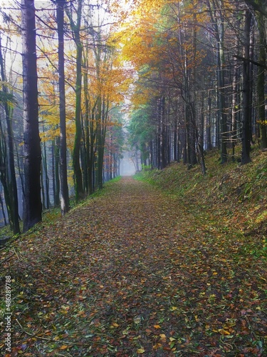 autumn in the forest