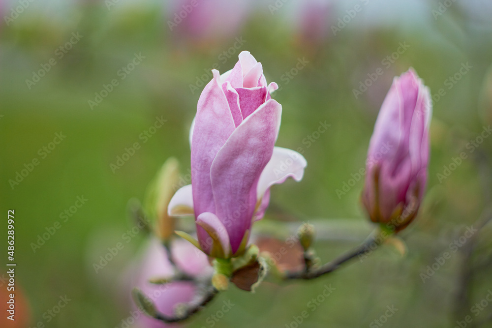 Tree branch with magnolia flowers. Magnolia flower bud in spring. Selective focus. beauty of nature. Spring, youth, growth concept. Tree branch with magnolia flowers. Magnolia flower bud in spring. Selective focus. beauty of nature. Spring, youth, growth concept.