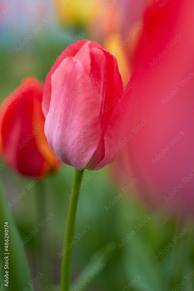 Beautiful colorful tulips at the tulip festival. Beauty of nature. Spring, youth, growth concept.
Beautiful colorful tulips at the tulip festival. Beauty of nature. Spring, youth, growth concept.