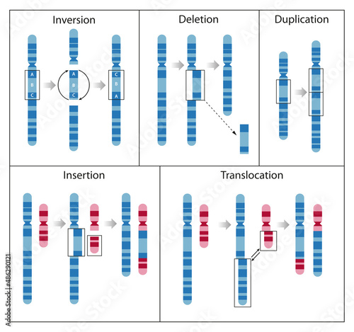 Chromosome mutation is the process of change that results in rearranged chromosome parts photo