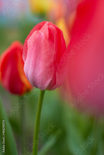 Beautiful colorful tulips at the tulip festival. Beauty of nature. Spring  youth  growth concept. 