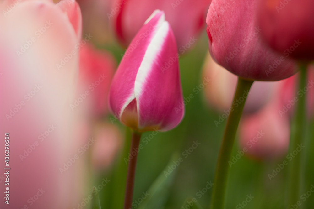 Beautiful colorful tulips at the tulip festival. Beauty of nature. Spring, youth, growth concept.
Beautiful colorful tulips at the tulip festival. Beauty of nature. Spring, youth, growth concept.
