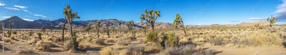 Joshua, nature, national park, california, rock, tree, park, us, beauty, countryside, blue, hill, joshua, natural, north america, stone, mojave, sky, geologic, heaven, landscape, vale, mountain, wilde Joshua, nature, national park, california, rock, tree, park, us, beauty, countryside, blue, hill, joshua, natural, north america, stone, mojave, sky, geologic, heaven, landscape, vale, mountain, wilde