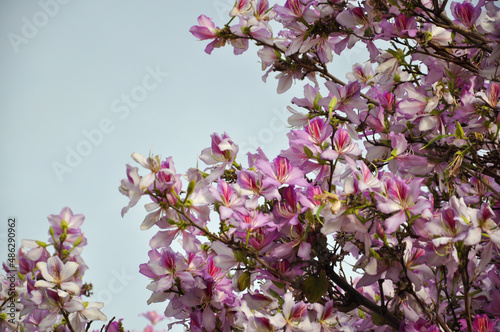 Flowering of the Bauhinia Orchid tree in spring. High quality photo photo