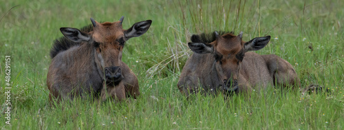 A pair of blue wildebeest calves at rest in Pilanesberg Game Reserve. photo
