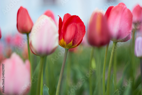 Beautiful colorful tulips at the tulip festival. Beauty of nature. Spring  youth  growth concept. 