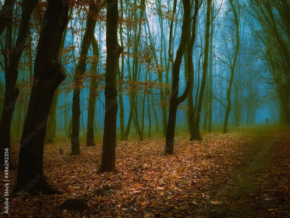 Atmospheric autumn forest in the fog. Moody woods in the morning. Fallen leaves under the trees. Mysterious landscape. Beautiful background. 