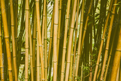 Fototapeta Naklejka Na Ścianę i Meble -  Bambou