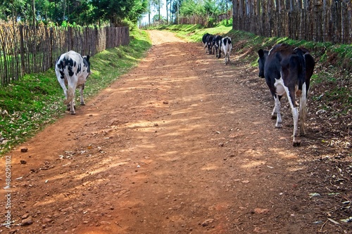 Cows walking up a hill © Kenneth