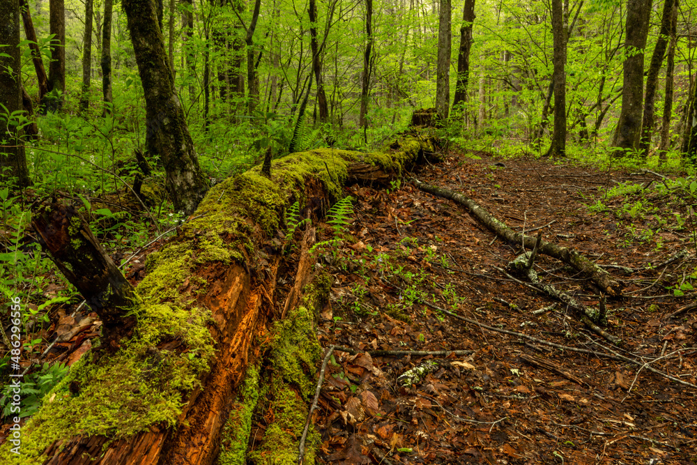 The Mossy Path