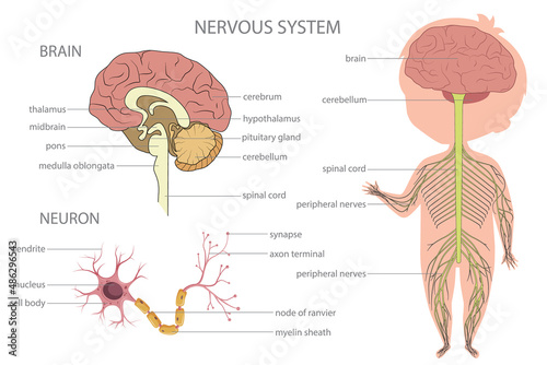 Nervous system. Biology education banner for kids. Cartoon colorful vector illustration.