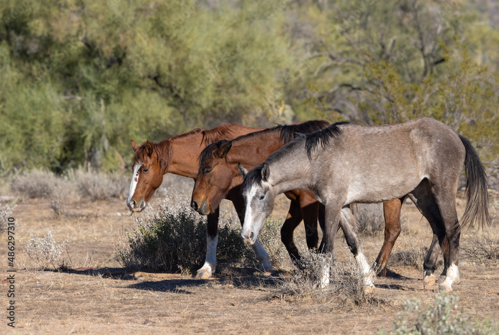Wild horses Near the Salt River in the Arizona Desert Wild horses Near the Salt River in the Arizona Desert