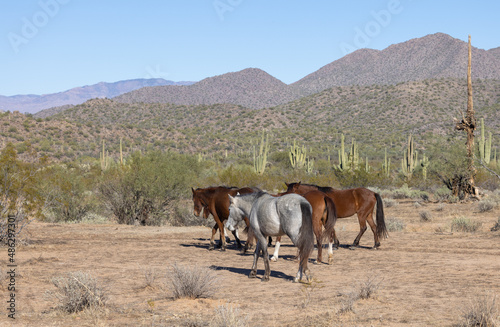 Wild horses Near the Salt River in the Arizona Desert