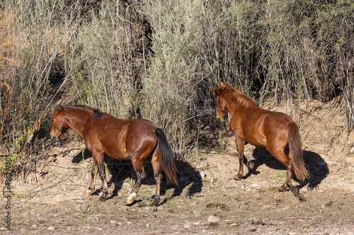 Wallpaper Mural Wild horses Near the Salt River in the Arizona Desert Torontodigital.ca