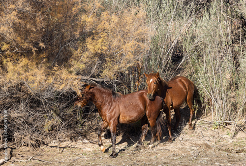 Wild horses Near the Salt River in the Arizona Desert © natureguy
