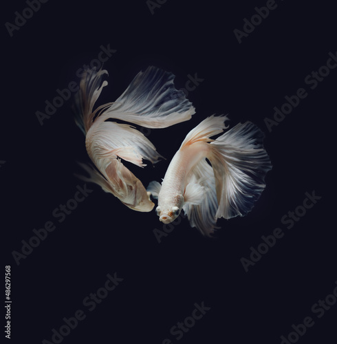 Swimming couple of Siamese fighting fish in love.Concept background for Valentine's day.