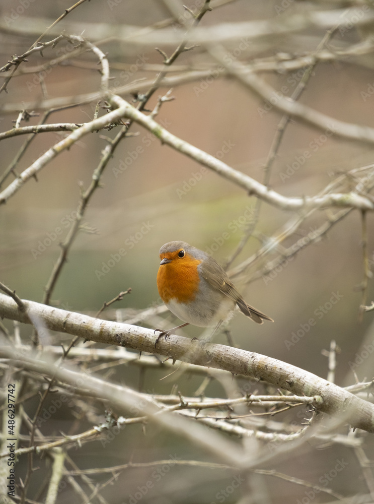 Robins in the forest of Mount Ulia, Euskadi Robins in the forest of Mount Ulia, Euskadi