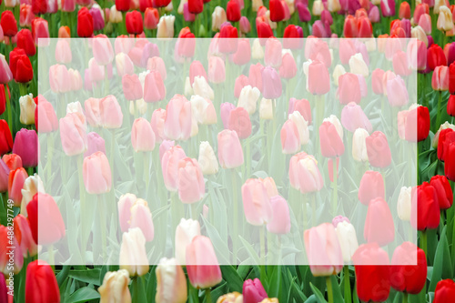 Variety of colorful dutch tulips blurred background with semi transparent blank white text frame. Greeting card for springtime holidays: Valentine's Day, Women's Day, Mother's Day, Birthday, Easter