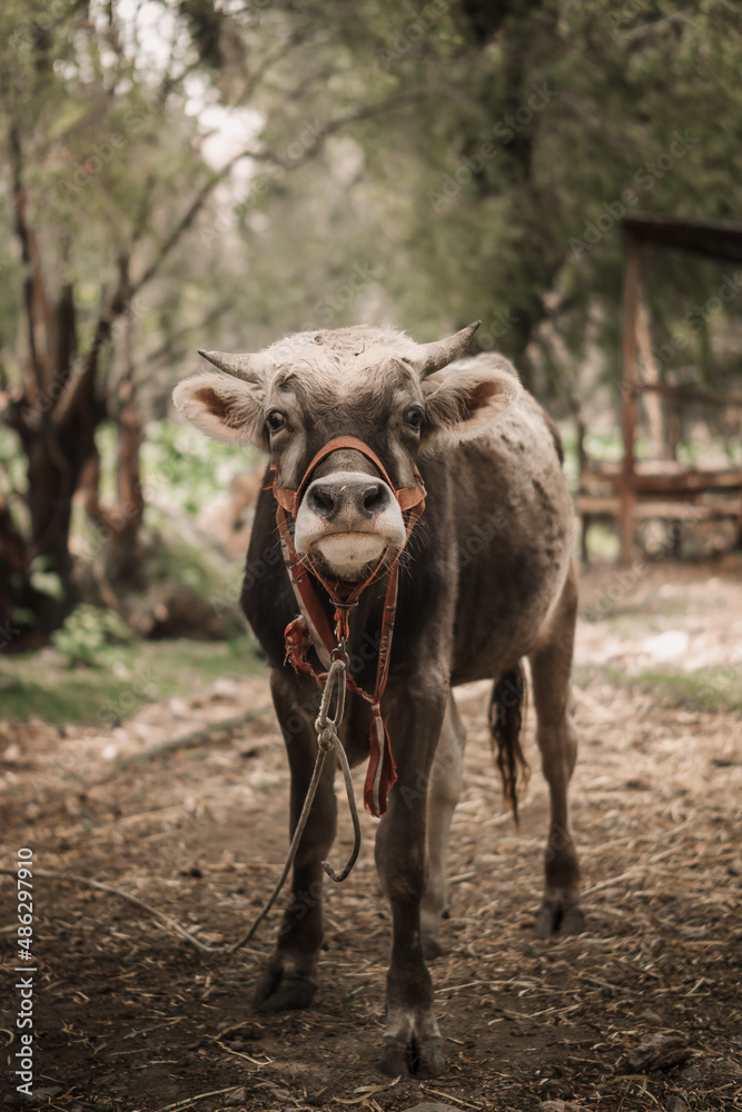 Fototapeta premium vaca o toro andina viendo adelante para fondos o diseños ... Andean cow or bull looking ahead for backgrounds or designs