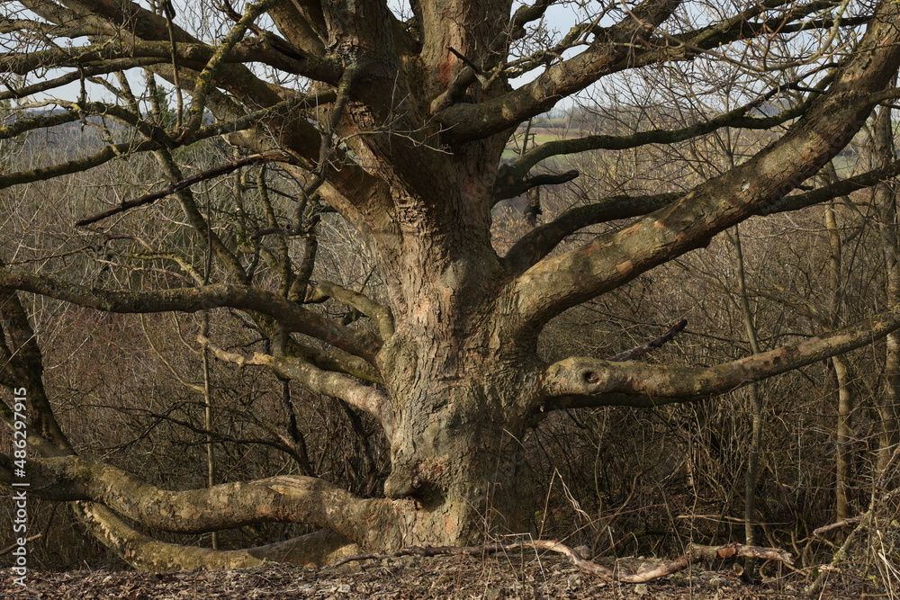 Tree trunk with many thick branches without leaves Tree trunk with many thick branches without leaves