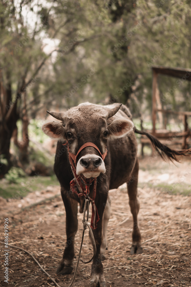 vaca o toro andina viendo adelante para fondos o diseños ... Andean cow or bull looking ahead for backgrounds or designs vaca o toro andina viendo adelante para fondos o diseños ... Andean cow or bull looking ahead for backgrounds or designs
