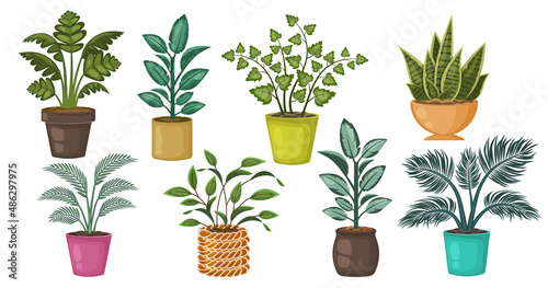 Set of beautiful houseplants isolated on white background. Collection of different plants in pots. Natural botanical decorations for home, interior. Vector flat cartoon illustration