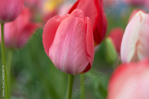 Beautiful colorful tulips at the tulip festival. Beauty of nature. Spring, youth, growth concept.
