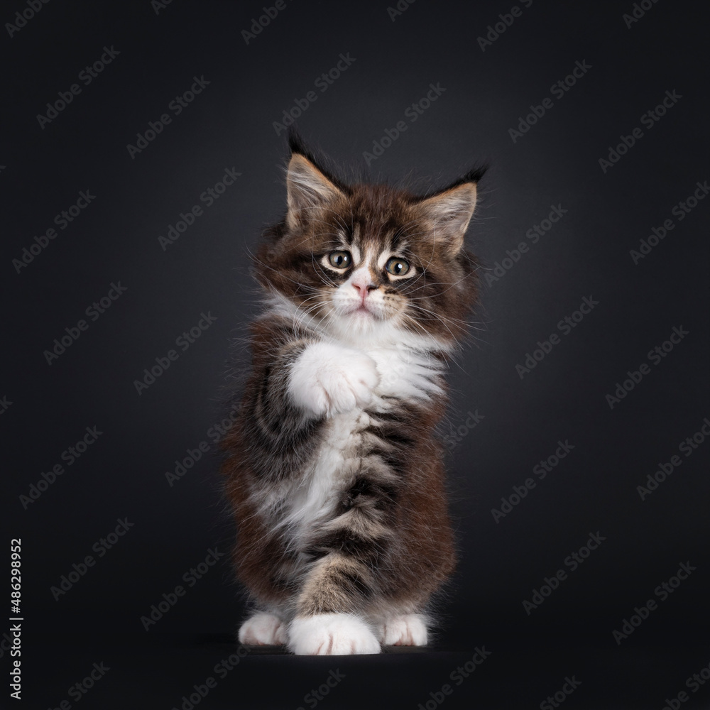 Adorable black tabby with white Maine Coon cat kitten, sitting up facing front. Looking and pointing paw to lens. Isolated on a black background.