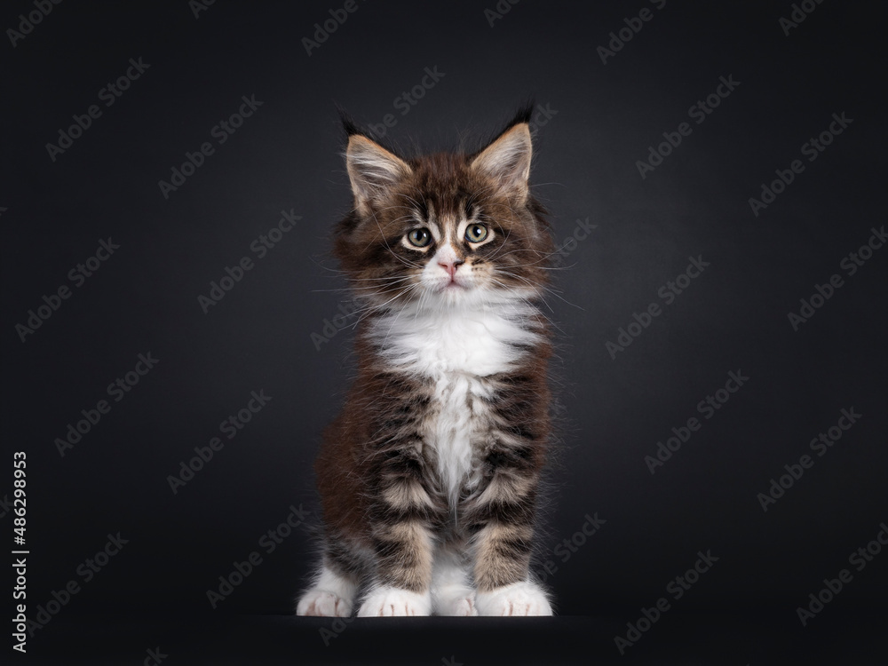 Adorable black tabby with white Maine Coon cat kitten, sitting up facing front. Looking towards camera. Isolated on a black background.