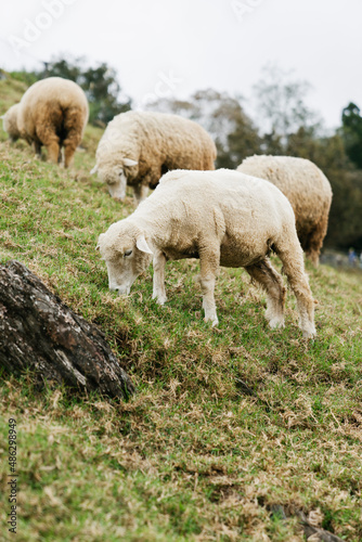 Sheep and Lambs in the Field at a Farm