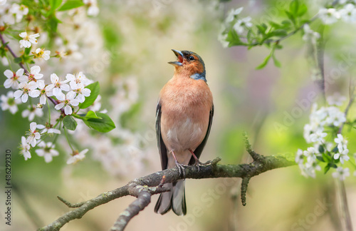 spring bird finch sits in in a spring blooming garden among white cherry branches and sings