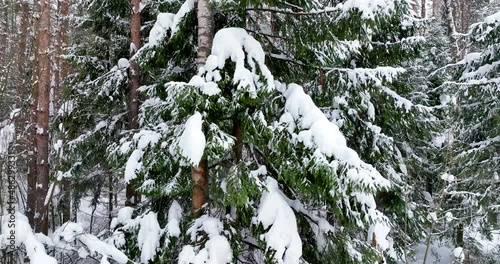 Snow-covered pine in the winter forest