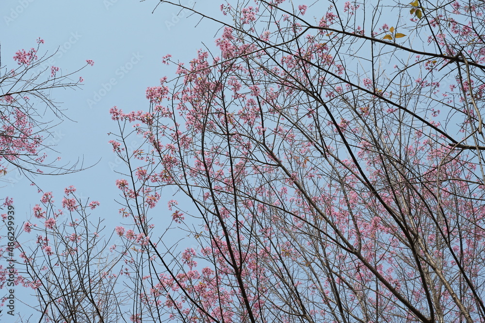 Pink Wild Himalayan Cherry or cherry blossoms in Thailand are in full bloom early winter on a bright blue sky background. Flowers come in many colors, whether it is pink, red pink,red or white.
Pink Wild Himalayan Cherry or cherry blossoms in Thailand are in full bloom early winter on a bright blue sky background. Flowers come in many colors, whether it is pink, red pink,red or white.